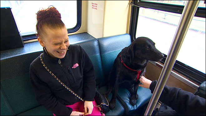 independent-dog-rides-the-bus-by-herself-to-the-park-seattle-3
